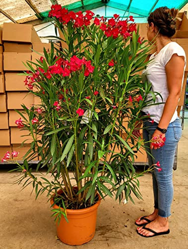 POWERS TO FLOWERS - OLEANDRO ROSSO XXL, VASO 36CM DIAMETRO, pianta vera