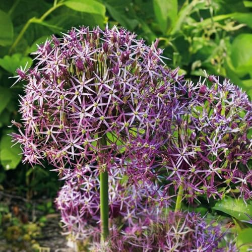 Plant in a Box - Allium christophii - Blumenzwiebeln x30 - Zierzwiebel - lila - niederländische Glühbirnen
