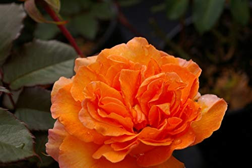 Edelrose Doris Tystermann® - Rosa Doris Tystermann® - Teehybride - kupfer-orange - Duft+