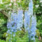 Huifang Fresh 100 Stück Rittersporn Blumensamen zum Einpflanzen Hellblau