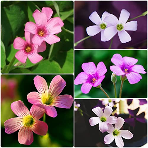 8 Stück oxalis triangularis zwiebeln Glücksklee Kleeblätter - Seltene Pflanzen serie - blumenzwiebeln mix winterharte balkonpflanzen garten geschenke für männer pflanzenkübel flowers