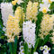 FLORIUM Collection jacinthes jaunes et blanches (15 bulbes), mélange parfumé vivace, 3 variétés/couleurs, bulbes de fleurs hollandais rustiques pour le jardin, la terrasse apportent un parfum (pas de