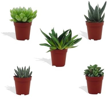 DutchLeafs Haworthia Mix 5 Stück Verschiedene Mini-Sukkulenten - Topf 5,5 cm - Asphodeloideae Sukkulent Kleine Pflanzen Sammlung Pflegeleichte Zimmerpflanzen - Höhe 8-15 cm