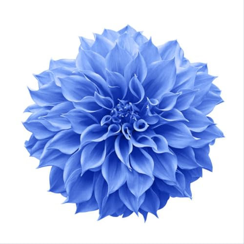 Winterhartes,Dahlien Knollen Winterhart MehrjäHrig,Seltene Pflanzen,Dahlien Knollen Groß,Winterharte Zwiebeln,Dahlienzwiebeln,Natürlich,Dahlia Pompon-6 Knollen-A