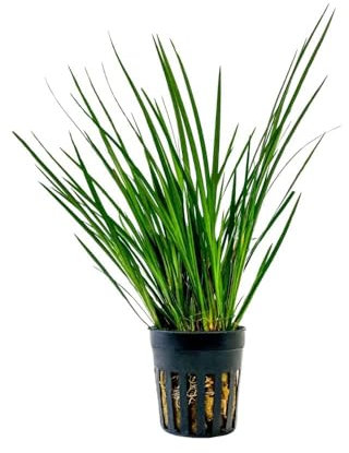 AquaOne Plante de terrarium Acorus gramineus I Plantes de paludarium vivantes Forêt tropicale Plantes de terrarium entièrement enracinées Décoration simple
