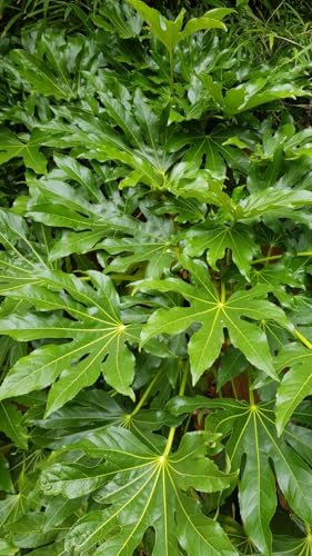 Fatsia japonica/Aralie du Japon/Conteneur de 7 à 10 litres/Plante intérieur et extérieur