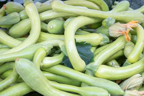 25 Zucchini-Samen - Langer Kürbis aus Nizza - Alte und köstliche Sorte