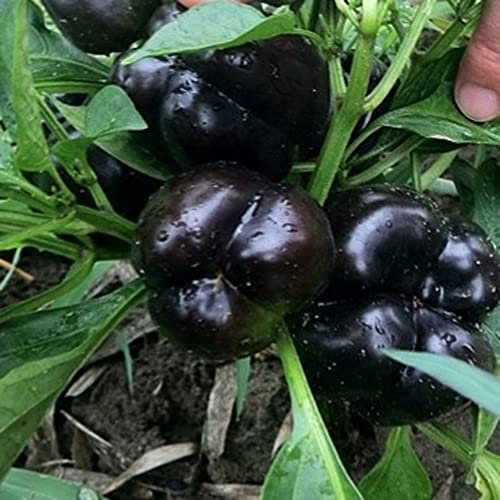 Haloppe 100 Pz Semi Di Peperone Dolce Per La Piantagione Del Giardino Di Casa, Semi Di Peperone Dolce Nero Semi Di Ortaggi Sani Balcone Pianta In Vaso