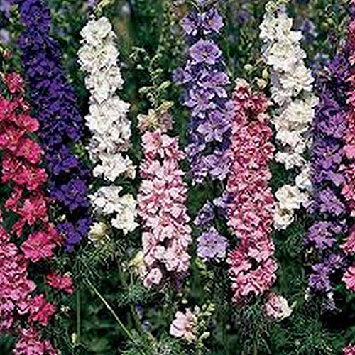 50 Delphinium Larkspur Sublime Mix Seeds - Consolida Ajacis - 50 Seeds