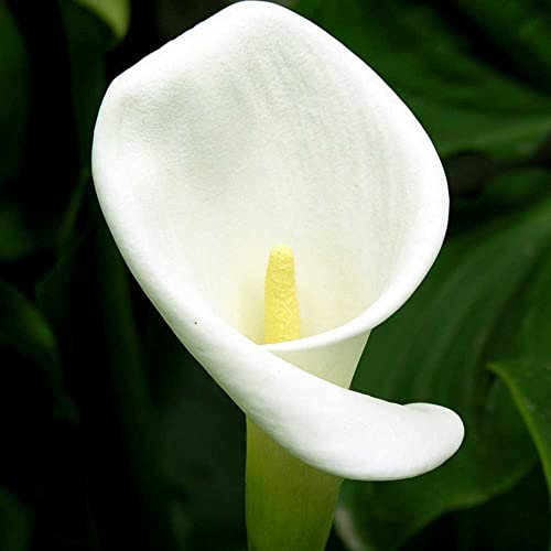 Generic Zantedeschia Calla Lily Seeds, 100Pcs Zantedeschia Calla Lily Seeds Bonsai Plantación en maceta Jardín Flores Decoración Blanco Semillas de lirio de cala