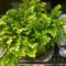 2 pcs rose von jericho echte zwiebeln, zimmerpflanzen, winterharte kübelpflanzen, Selaginella tamariscina, winterharte pflanzen für balkon, zimmerpflanzen groß winterharte pflanzen