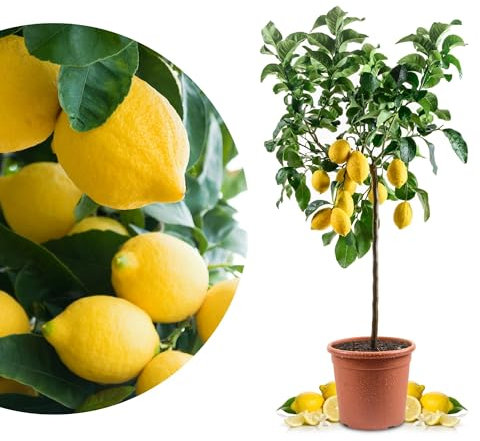 Meine Orangerie Sizilianischer Zitronenbaum - Carrubaro Zitrone – Citrus Limon 'Feminello Carrubaro' – Rarität aus Sizilien - große, aromatische Früchte - perfekt für Balkon & Terrasse (Topf Ø 26cm)