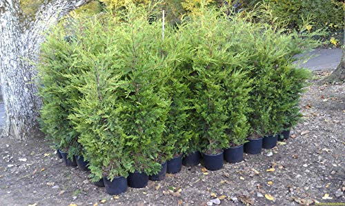 20 Wacholder Bonsai-Baum-Samen Topfblumen Büro Bonsai reinigen die Luft absorbieren schädliche Gase Cypress Samen