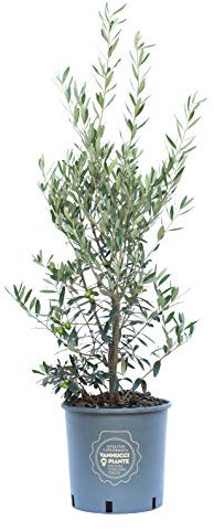 Vannucci Piante - Olea europaea Frangivento, Olivo, Pianta vera in vaso, Cespuglio, Pianta da frutto