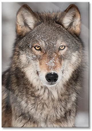 Pixxprint Glasbild, Wandbild aus Echtglas, Wachsamer Wolf, 70x100 cm, inkl. Aufhängung und Abstandshalter