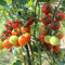 Bio-Tomatensamen Rote Murmel ca. 10 Samen - ertragreiche Wildtomate