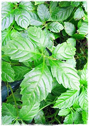 JIAOGULAN Immortalitätspflanze 'Gynostemma Pentaphyllum' im Topf Ø 14 cm