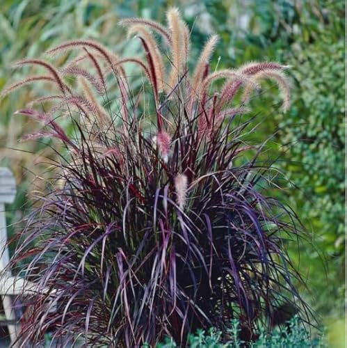 Pennisetum Summer Samba Garden Plant Hardy Perennial Grass Easy to Grow Your Own 1x 17cm Potted Plant