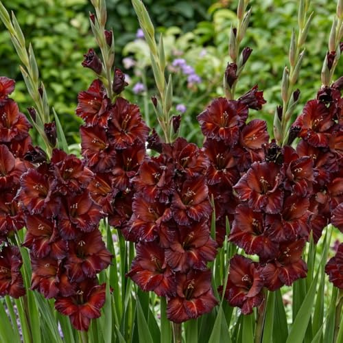 Gladiolen Zwiebeln - Schokolade - 10 Blumenzwiebeln - Für Garten und Töpfe - Echte Blumen und Pflanzen aus Holland (kein Samen, nicht künstlich)