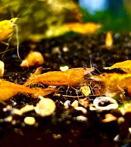 Generisch Garnelenglück - Garnelen in diversen Farben und Muster - 5 Stück (Orange Sakura - Neocaridina - orange)