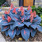Hosta-Zwiebeln,Hosta Pflanze Winterhart,Winterhart MehrjäHrig,GroßE Blattpflanzen,Funkien Knollen-4zwiebeln-B