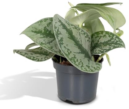 La Green Touch - Pothos Scindapsus Pictus Epipremnum h15 cm - pianta da interno - vaso 12 cm, altezza 15 cm