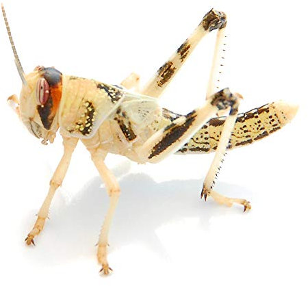 Wüstenheuschrecken mittel 50 STK. | Futterinsekten lebend | Futtertiere für Reptilien, Vögel