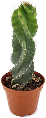 Spiralkaktus Cereus forbesii spiralis - ein säulenförmiger Kaktus aus Südamerika - pflegeleichte Sukkulente für das sonnige Fensterbrett - außergewöhnliche Zimmerpflanze
