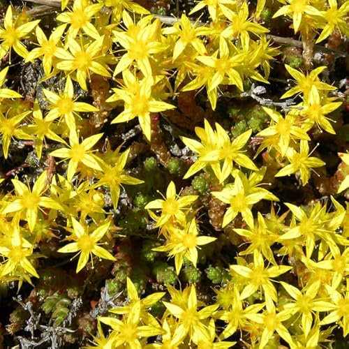 6 x Scharfer Mauerpfeffer - Sedum Acre Topf 9x9cm: Der robuste Bodendecker für sonnige Hänge
