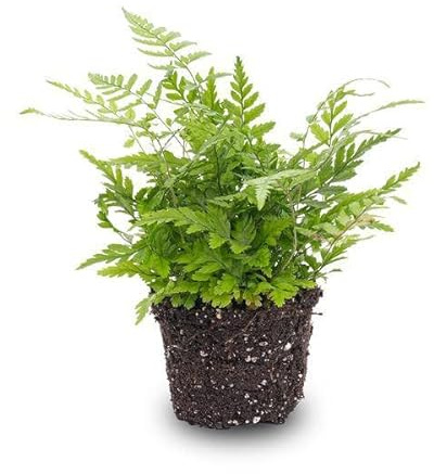 Farn – Athyrium spicatum – Terrarienpflanze – Kompakte Zimmerpflanze mit filigranen, grünen Wedeln – Ideal für Terrarium, Flaschengarten & feuchtigkeitsliebende Pflanzensets