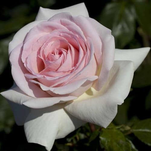 Meilland Pianta di Rosa PRINCE JARDINIER Alberello Profumata Rosa Cipria h 120cm Vaso 24cm Rifiorente AMDGarden