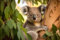 Acryl-Bild 60 x 40 cm: Australischer Koala, der auf einem Baum in Perth chillt. Generative KI (200374049)