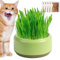Hailerio Katzengras Set Pflanzset Fertig Mit Samen Katzen Gras Set Cat Grass Pflanzset Für Katzen Katzengras Schale