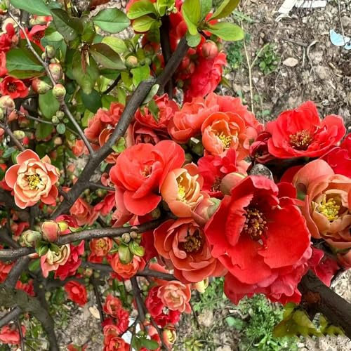 50 pcs begonien pflanzen samen bäume exotische pflanzen gartenpflanzen Malus spectabilis, nachhaltige geschenke für frauen hochbeet balkon pflanzenkübel pflanzensamen zimmerbonsai