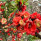 50 pcs begonien pflanzen samen bäume exotische pflanzen gartenpflanzen Malus spectabilis, nachhaltige geschenke für frauen hochbeet balkon pflanzenkübel pflanzensamen zimmerbonsai