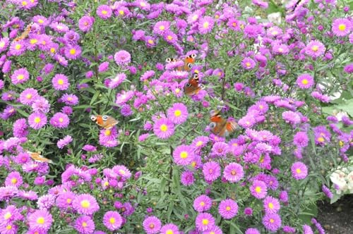 Herbstaster 'Purple Dome' im Topf Aster novae-angliae winterhart mehrjährig