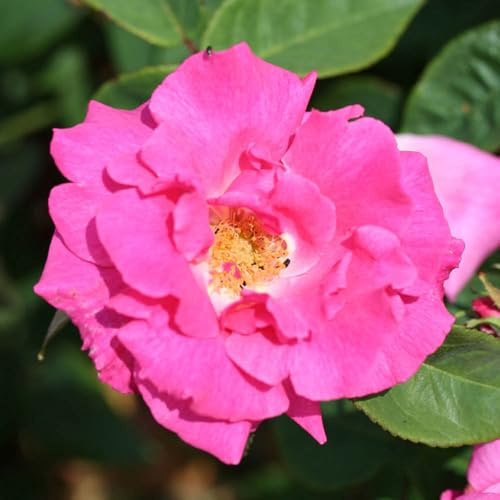YouGarden Rose 'Zephirine Drouhin', Gift Wrapped Established Plant in 4 Litre Pot, Ready to Plant Thornless Climbing Rose for Pots, Borders, or Beds