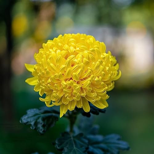 150 Stücke chrysanthemen pflanzen samen balkonblumen, winterharte pflanzen (Chrysanthemum) blumensamen gastgeschenk blumen deko, winterharte pflanzen für garten garten-chrysantheme