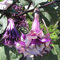 Portal Cool 19: 100X Purple Brugmansia Datura Seeds Angels Trumpet Flower Garden Sementi di Piante Ok1