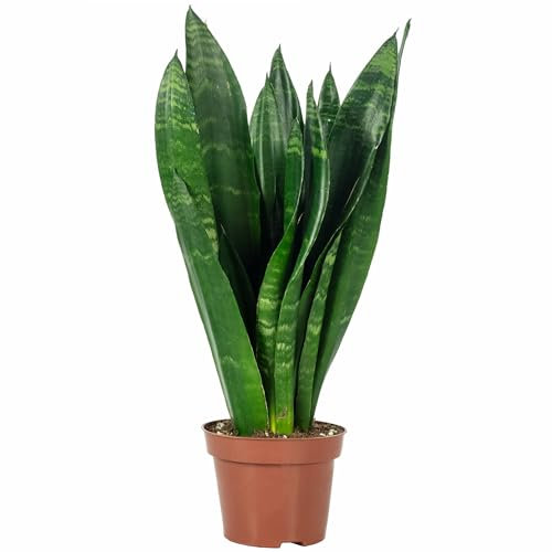 Sansevieria trifasciata Black Coral - Planta de interior de fácil cuidado - Altura aprox. 35 cm, diámetro de la maceta 12 cm