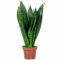 Bogenhanf - pflegeleichte Zimmerpflanze, Sansevieria trifasciata Black Coral - Höhe ca. 35 cm, Topf-Ø 12 cm