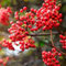 20 pcs feuerdorn pflanze winterhart samen - baumsamen bohnenkraut samen,Pyracantha fortuneana, dekoration wohnzimmer obstbaum säulenobst bonsai topf bäume garten winterhart