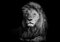 wandmotiv24 Fototapete Löwe schwarz weiß, M 250 x 175 cm - 5 Teile, Wanddeko, Wandbild, Wandtapete, Tiere Afrika Portrait M6535