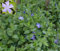 Vinca minor - Kleinblättriges Immergrün - Stückzahl Rabatt 10er-Paket