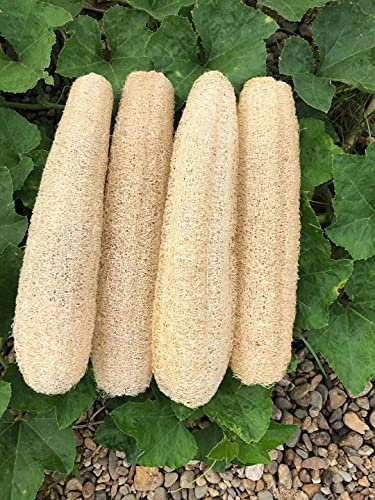 YEMTAL Esponjas naturales de lufa orgánica, esponja exfoliante corporal para la espalda, para hombres, mujeres, adultos, spa, belleza, baño, cuidado diario, 4 unidades