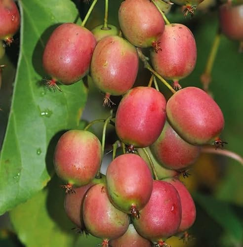Actinidia Ananasnaya weiblich 2L Pflanze für Anfänger und professionelle Gärtner - Ideal für Kleingarten, Garten - Schöne Pflanze mit ungewöhnlichen Blüten - Genießen Sie jeden Tag ihre Farben