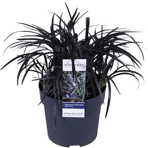 Ophiopogon planiscapus 'Niger' ca. 30 cm - Schwarzer Schlangenbart | Winterhart, Immergrün & Pflegeleicht