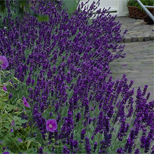 6X Lavendula Hidcote English Lavender Fragrant Foliage and Dark Blue Flowers