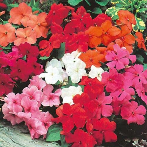 72 Seeds of Busy Lizzie Dwarf Mixed Colourful, Grow Your Own Bedding Plants Borders