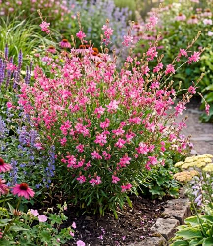BALDUR Garten 6x Prachtkerze - Gaura 'Pink', Pflanzen im 9x9 cm-Topf | winterharte Trendstaude, Blüten in Schmetterlingsoptik, pflegeleicht, ideal für Beet & Kübel, mehrjährig